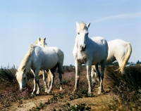 Picture of group of camargue ponies standing on a path