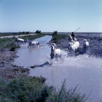 Picture of group of Camargue ponies trotting through water with gardien