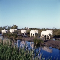 Picture of group of Camargue ponies walking