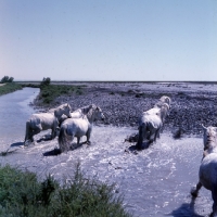 Picture of group of Camargue ponies walking through water