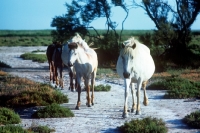 Picture of group of camargue ponies walking on path