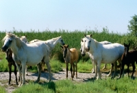 Picture of group of camargue ponies with foals
