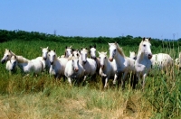 Picture of group of camargue ponies