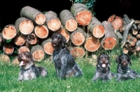 Picture of group of Cesky Fousek dogs