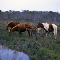 Picture of Group of Chincoteague ponies grazing