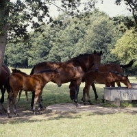 Picture of group of Cleveland Bay mares and foals