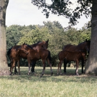 Picture of group of Cleveland Bay mares and foals in shade