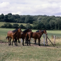 Picture of group of Cleveland Bays at gate