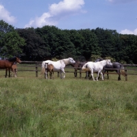Picture of group of Connemar mares with foals