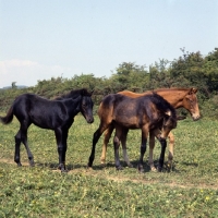 Picture of Group of connemara foals in ireland