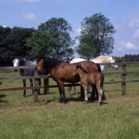 Picture of group of connemara mares with foal