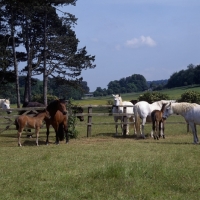 Picture of group of Connemara mares with foals