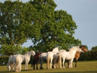 Picture of group of Connemara ponies
