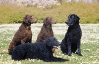 Picture of group of Curly Coated Retrievers
