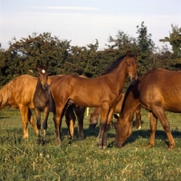 Picture of group of Danish Warmbloods in evening light