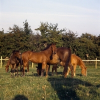 Picture of group of Danish Warmbloods