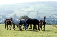 Picture of group of dartmoor mares and foals on the moor
