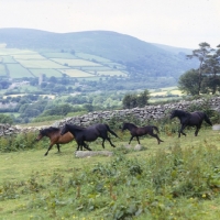 Picture of group of Dartmoor mares and foals running on Dartmoor