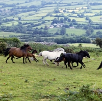 Picture of group of Dartmoor mares and foals cantering across field