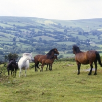 Picture of group of Dartmoor mares and foals on Dartmoor