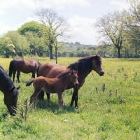 Picture of group of Dartmoor mares with foal