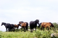 Picture of group of dartmoor ponies on dartmoor