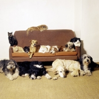 Picture of group of dogs and cats from formakin on sofa, film stars and models.