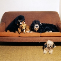 Picture of group of dogs on a sofa, a puppy mouthing a lurcher's head