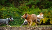 Picture of group of dogs playing (including two Australian Cattle Dogs)