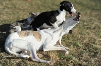 Picture of group of dogs playing on grass