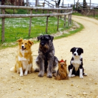 Picture of group of dogs together