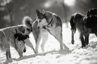 Picture of group of dogs with siberian husky and english setter in the center