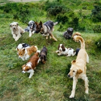 Picture of group of dogs