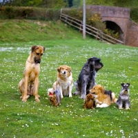 Picture of group of dogs