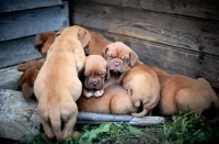 Picture of group of Dogue de Bordeaux puppies
