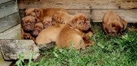 Picture of group of Dogue de Bordeaux puppies