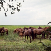 Picture of group of Don mares and foals on the Steppes, Russia, taboon