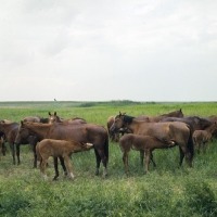 Picture of group of Don mares with foals, two suckling