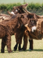Picture of group of donkeys