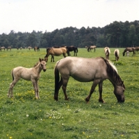 Picture of group of Dulmen mares and foals in field