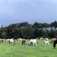 Picture of group of Dulmen ponies grazing in field