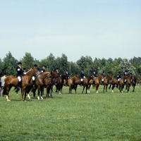 Picture of group of Dutch warm bloods standing in line in holland