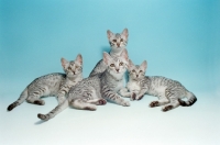 Picture of group of Egyptian Mau cats