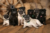 Picture of group of eight pugs