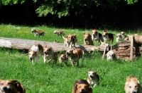 Picture of group of English Foxhounds running in field