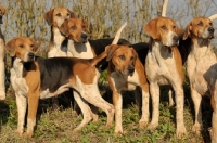 Picture of group of English Foxhounds