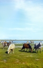 Picture of group of Estonian Kleppers in field