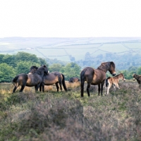 Picture of group of Exmoor mares and  foals on Exmoor, mutual grooming