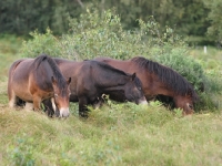 Picture of group of Exmoor Ponies