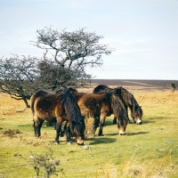 Picture of group of Exmoors grazing on Exmoor in winter